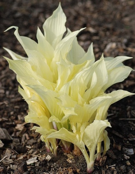 Hosta White Feather2